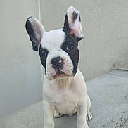 Bob a rejoint le concours — aidez-le/la à gagner de superbes lots ! puppy, dog, french_bulldog, pet, animal, ears, outdoor, concrete, sitting, cute, young, looking, portrait, curious, small, white, black, face, nose, paws