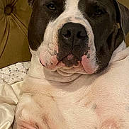 Fatt Tony is registered to the contest to win money with this photo: dog, pet, close_up, black_and_white, face, fur, bed, headboard, tufted, resting, calm, indoors, canine, animal, portrait, relaxed, muzzle, ears, pink_skin, whiskers