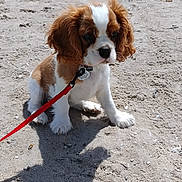 Alice a rejoint le concours — aidez-le/la à gagner de superbes lots ! puppy, dog, cavalier_king_charles_spaniel, beach, sand, leash, outdoor, rock, sea, sunlight, pet, animal, cute, sitting, young, daylight, nature, water, small_dog, fur