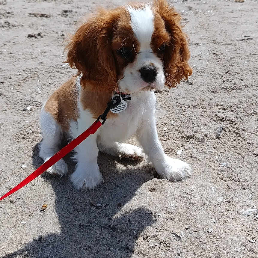 Alice a rejoint le concours — aidez-le/la à gagner de superbes lots ! animal, beach, cavalier_king_charles_spaniel, cute, daylight, dog, fur, leash, nature, outdoor, pet, puppy, rock, sand, sea, sitting, small_dog, sunlight, water, young