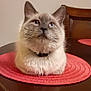 cat, fluffy, blue_eyes, table, placemat, indoor, feline, pet, domestic_animal, curious, sitting, wooden_table, red, collar, whiskers, close_up, portrait, chair, furniture, domestic