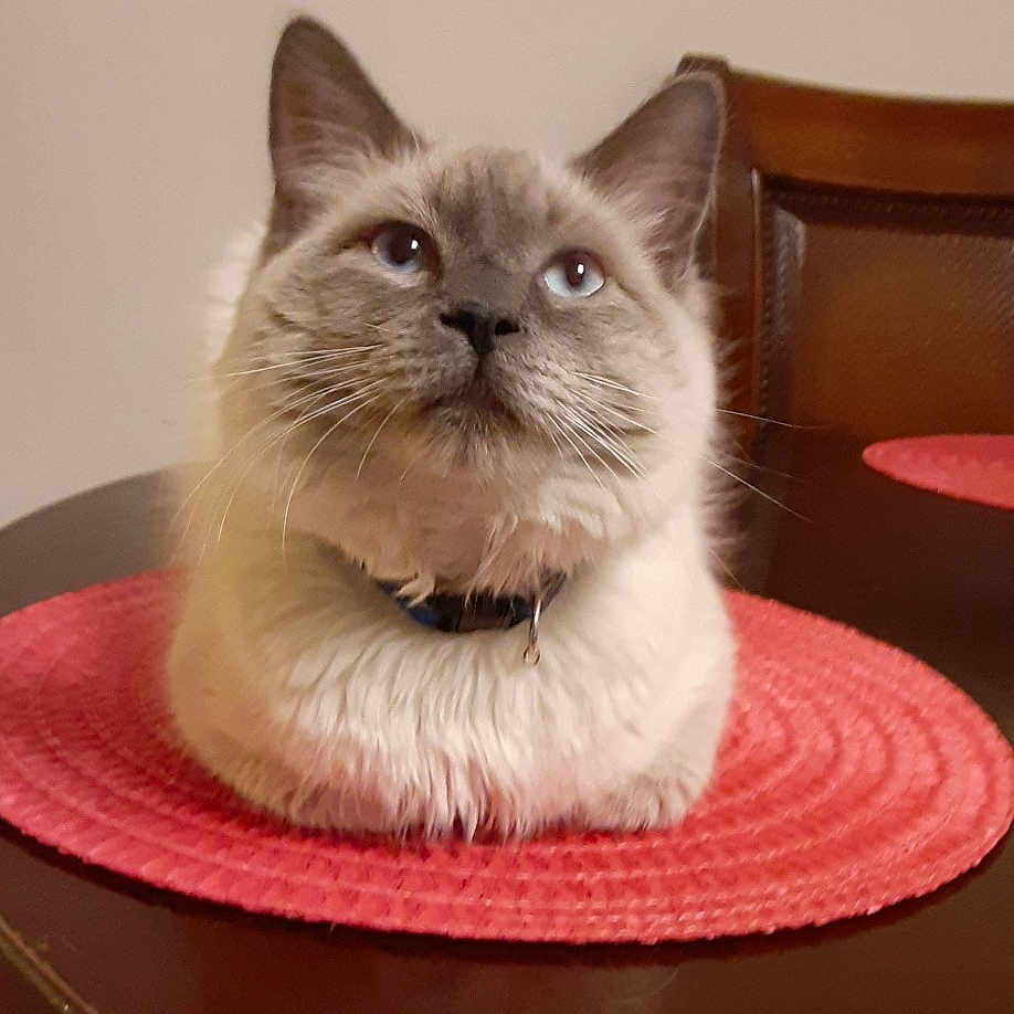 Davinci joined the competition — help win amazing prizes! blue_eyes, cat, chair, close_up, collar, curious, domestic, domestic_animal, feline, fluffy, furniture, indoor, pet, placemat, portrait, red, sitting, table, whiskers, wooden_table