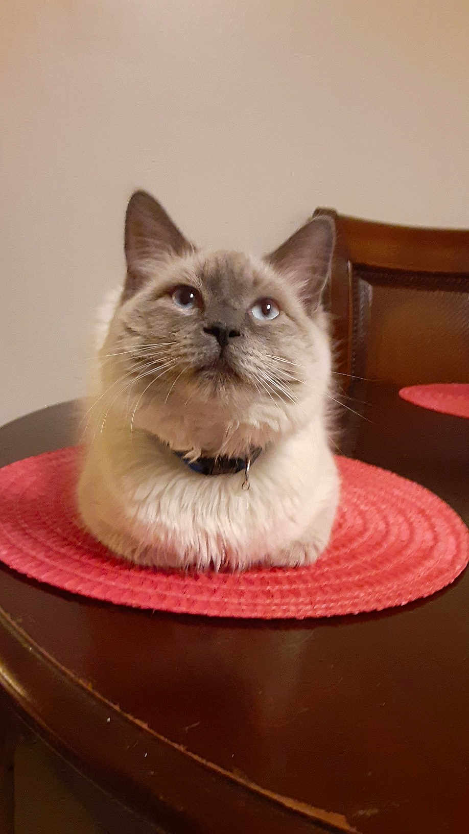 Davinci joined the competition — help win amazing prizes! cat, fluffy, blue_eyes, table, placemat, indoor, feline, pet, domestic_animal, curious, sitting, wooden_table, red, collar, whiskers, close_up, portrait, chair, furniture, domestic