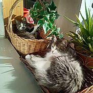 Harlem Et Chaussette a rejoint le concours — aidez-le/la à gagner de superbes lots ! cat, cat_like_mammal, flowerpot, kitten, plant, small_to_medium_sized_cats, tree, whiskers