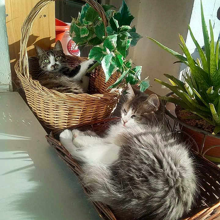 Harlem Et Chaussette