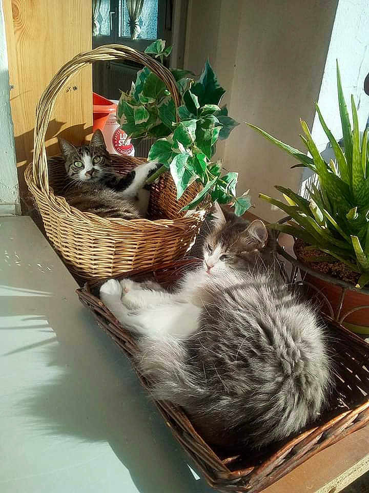 Harlem Et Chaussette