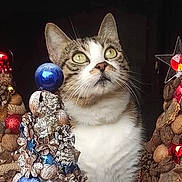 Harlem a rejoint le concours — aidez-le/la à gagner de superbes lots ! cat, tabby_cat, animal, pet, feline, green_eyes, whiskers, pinecone, ornament, decoration, holiday, christmas, festive, indoor, closeup, curious, soft_light, background, brown, white