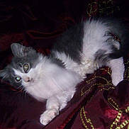 Millau participe au concours pour gagner de l'argent avec cette photo : asian_semi_longhair, carnivoran, cat, cat_like_mammal, domestic_long_haired_cat, domestic_short_haired_cat, eye, kitten, maine_coon, mammal, norwegian_forest_cat, persian, ragamuffin, small_to_medium_sized_cats, snout, turkish_angora, vertebrate, whiskers