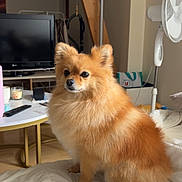 Tayla a rejoint le concours — aidez-le/la à gagner de superbes lots ! dog, pomeranian, fluffy, orange_fur, small_dog, sitting, bed, bedroom, indoor, pet, portrait, pointed_ears, dark_eyes, black_nose, long_fur, alert, cute, television, fan, household