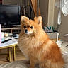 dog, pomeranian, fluffy, orange_fur, small_dog, sitting, bed, bedroom, indoor, pet, portrait, pointed_ears, dark_eyes, black_nose, long_fur, alert, cute, television, fan, household