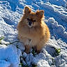 Tayla participe au concours pour gagner de l'argent avec cette photo : dog, pomeranian, fluffy, small_dog, orange fur, snow, winter, outdoors, forest, evergreen_trees, sunlight, portrait, sitting, animal, pet, cute, fur, canine, snowy_landscape, nature
