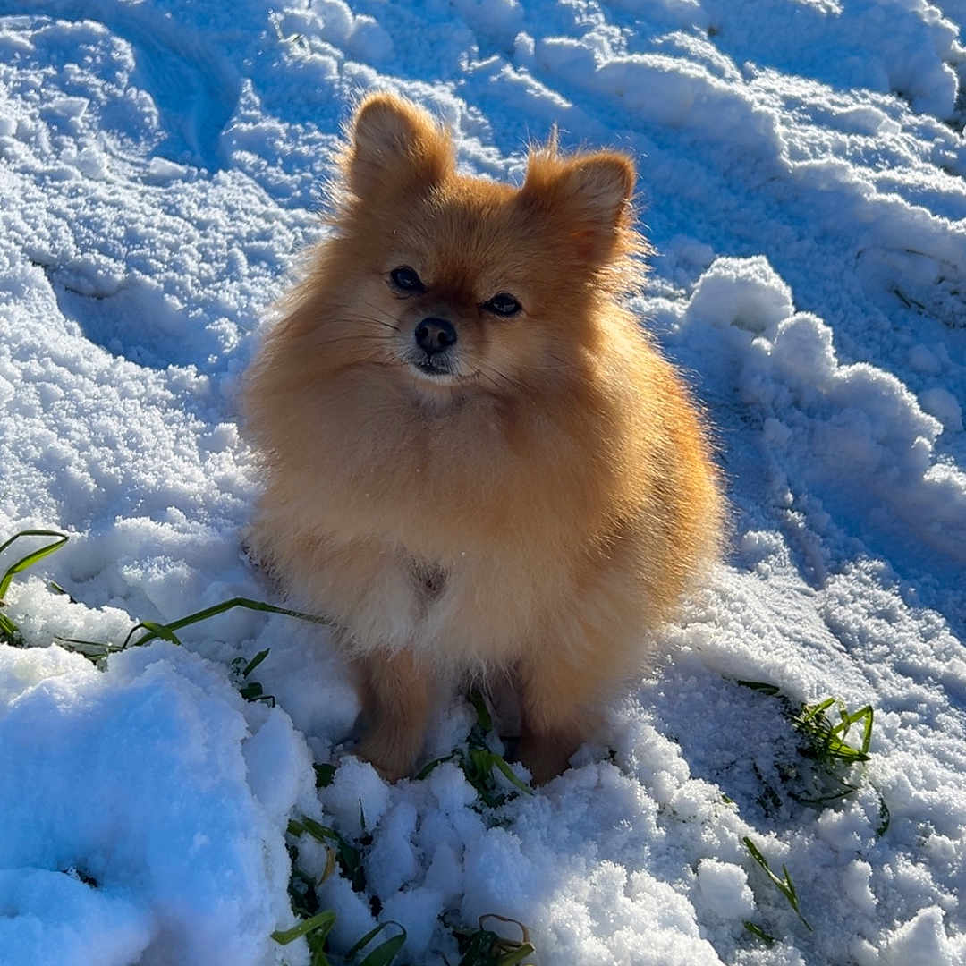 Tayla participe au concours pour gagner de l'argent avec cette photo : dog, pomeranian, fluffy, small_dog, orange fur, snow, winter, outdoors, forest, evergreen_trees, sunlight, portrait, sitting, animal, pet, cute, fur, canine, snowy_landscape, nature