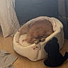 cat, ginger_cat, fluffy, sleeping, curled_up, pet_bed, stuffed_animal, black_toy, indoor, bedroom, wooden_floor, curtains, clothing, shoes, cozy, home, pet, feline, resting, portrait