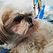 Han-Naë participe au concours pour gagner de l'argent avec cette photo : dog, pet, indoor, fluffy, laying_down, cream_color, fur, close_up, side_profile, blanket, household, cozy, scruffy, animal, companion, relaxing, domestic, cute, portrait, furry