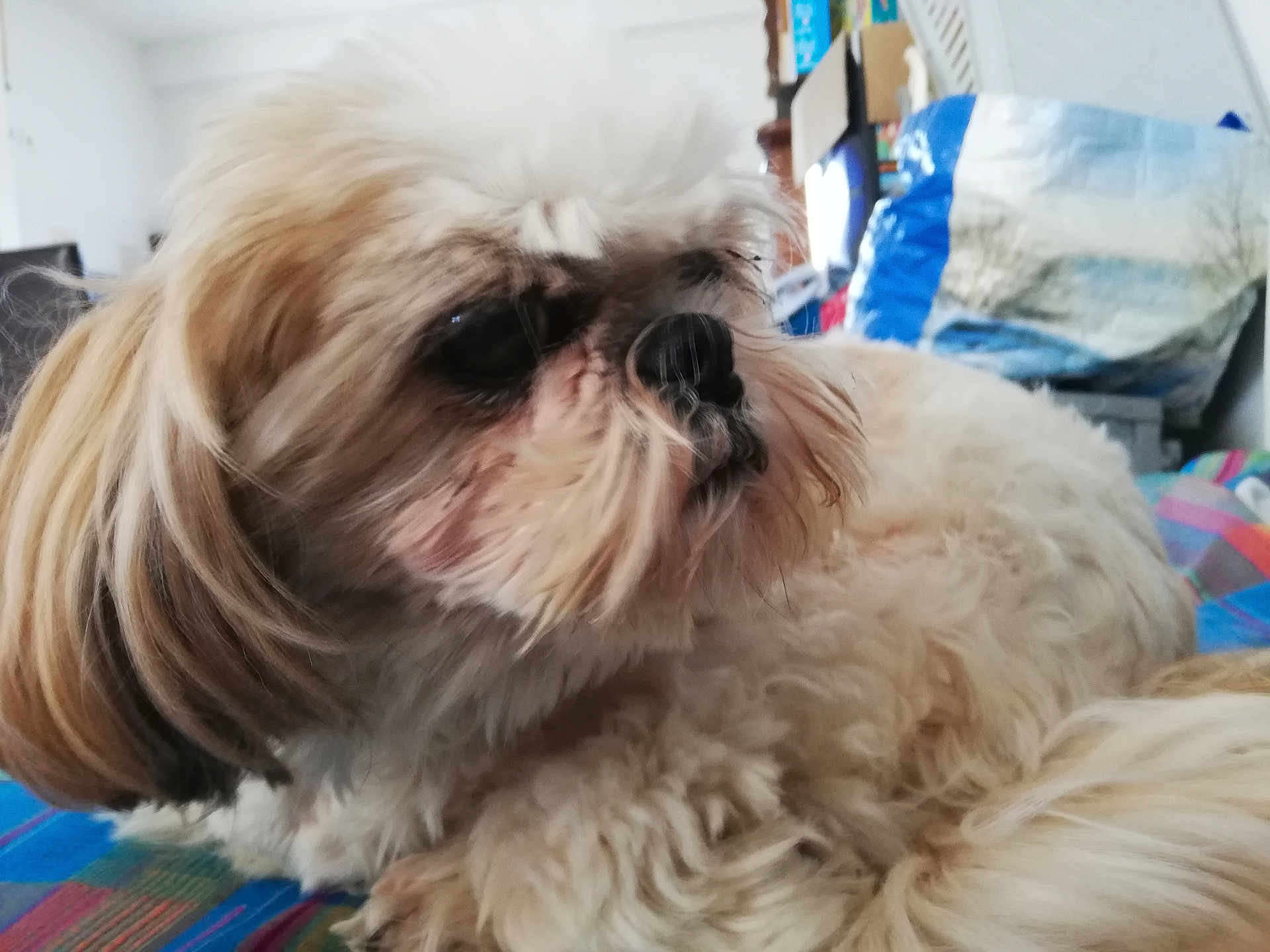 Han-Naë participe au concours pour gagner de l'argent avec cette photo : dog, pet, indoor, fluffy, laying_down, cream_color, fur, close_up, side_profile, blanket, household, cozy, scruffy, animal, companion, relaxing, domestic, cute, portrait, furry