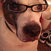 Doobie is registered to the contest to win money with this photo: accessory, animal, brown_spots, canine, carpet, close_up, cute, dog, domestic_animal, eyewear, glasses, indoor, muzzle, nose, pet, portrait, sitting, sneakers, trash_bin, white_fur