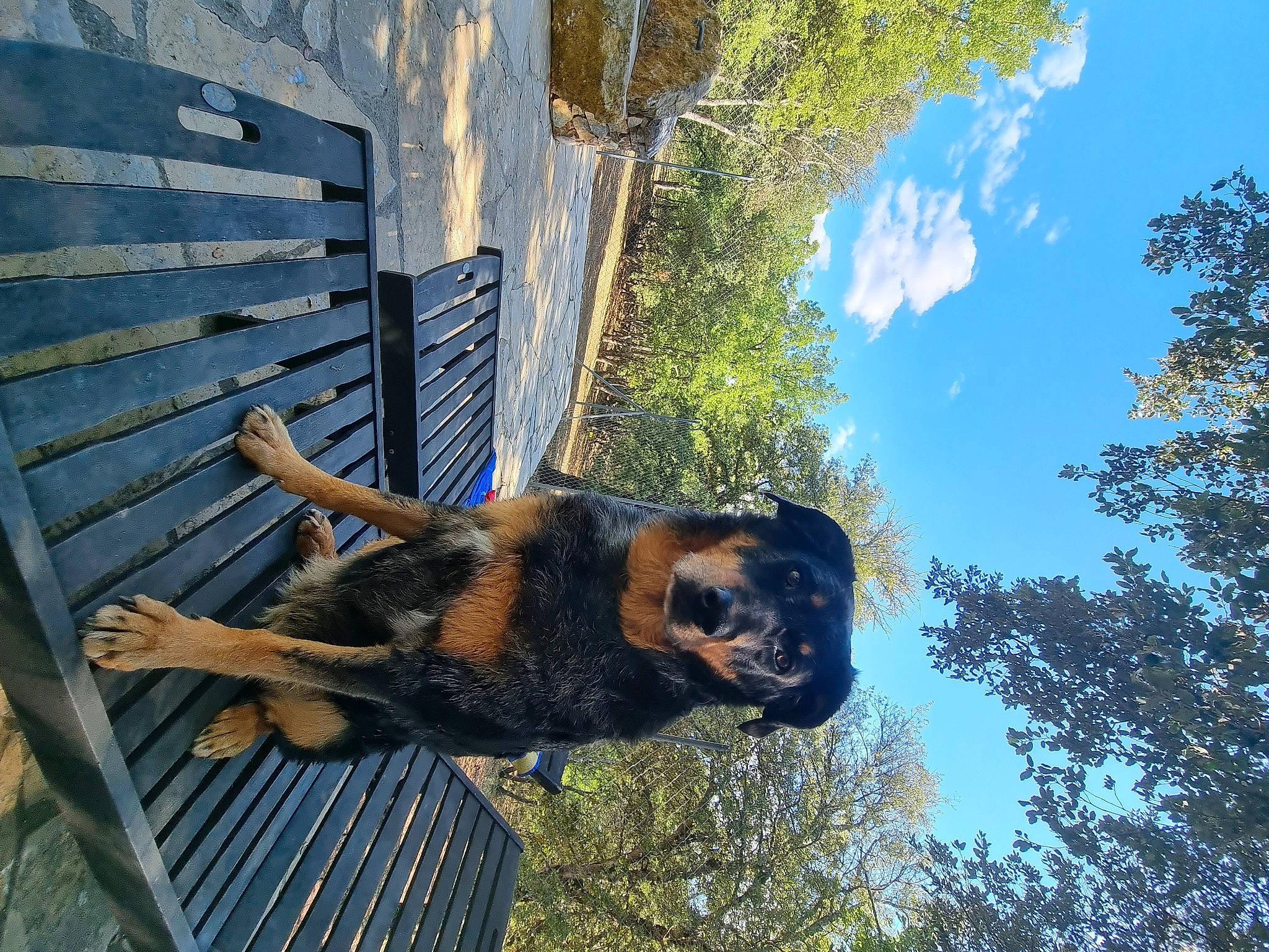 Jena participe au concours pour gagner de l'argent avec cette photo : building, canidae, carnivore, cloud, companion_dog, cumulus, dog, dog_breed, electric_blue, fawn, grass, plant, sky, snout, sporting_group, tail, tree, window, wood, working_animal