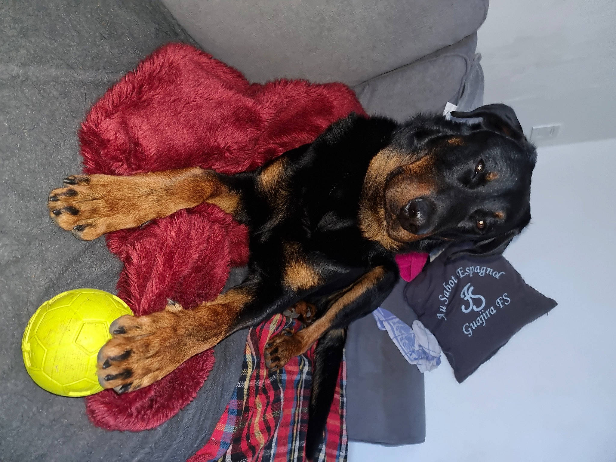 Syrah a rejoint le concours — aidez-le/la à gagner de superbes lots ! ball, canidae, carnivore, comfort, companion_dog, dog, dog_breed, dog_supply, football, fur, guard_dog, magenta, snout, sporting_group, sports_equipment, sports_toy, tennis_ball, toy, toy_dog, working_animal