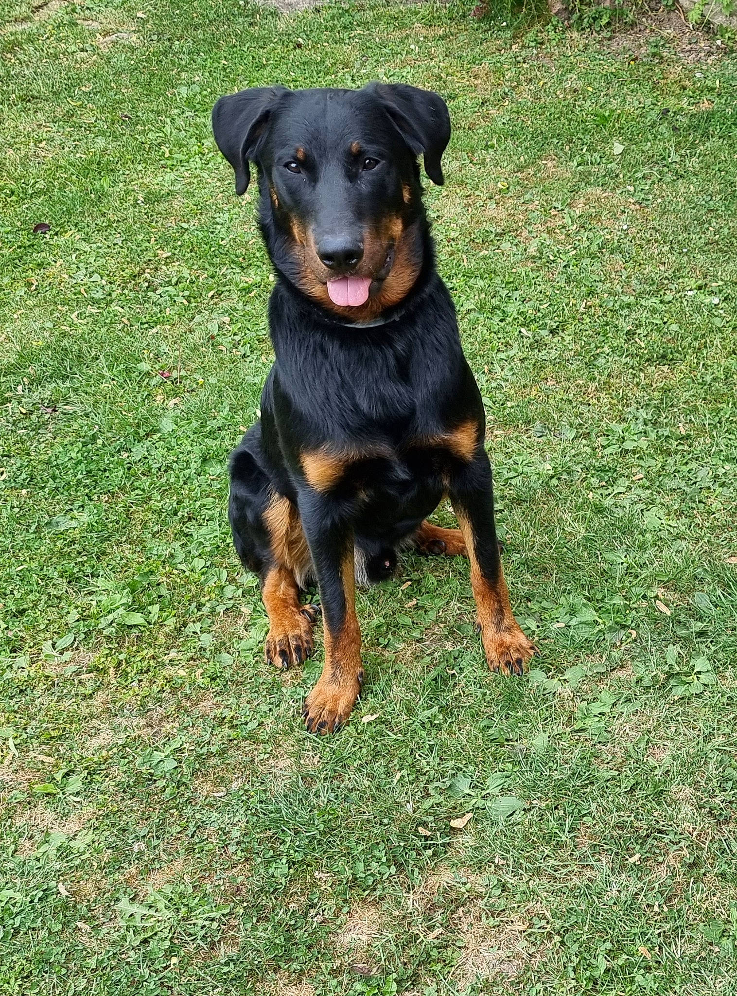 Syrah a rejoint le concours — aidez-le/la à gagner de superbes lots ! austrian_black_and_tan_hound, canidae, carnivore, companion_dog, dog, dog_breed, grass, guard_dog, hound, hunting_dog, pinscher, puppy, rottweiler, sporting_group, terrestrial_animal, working_animal, working_dog