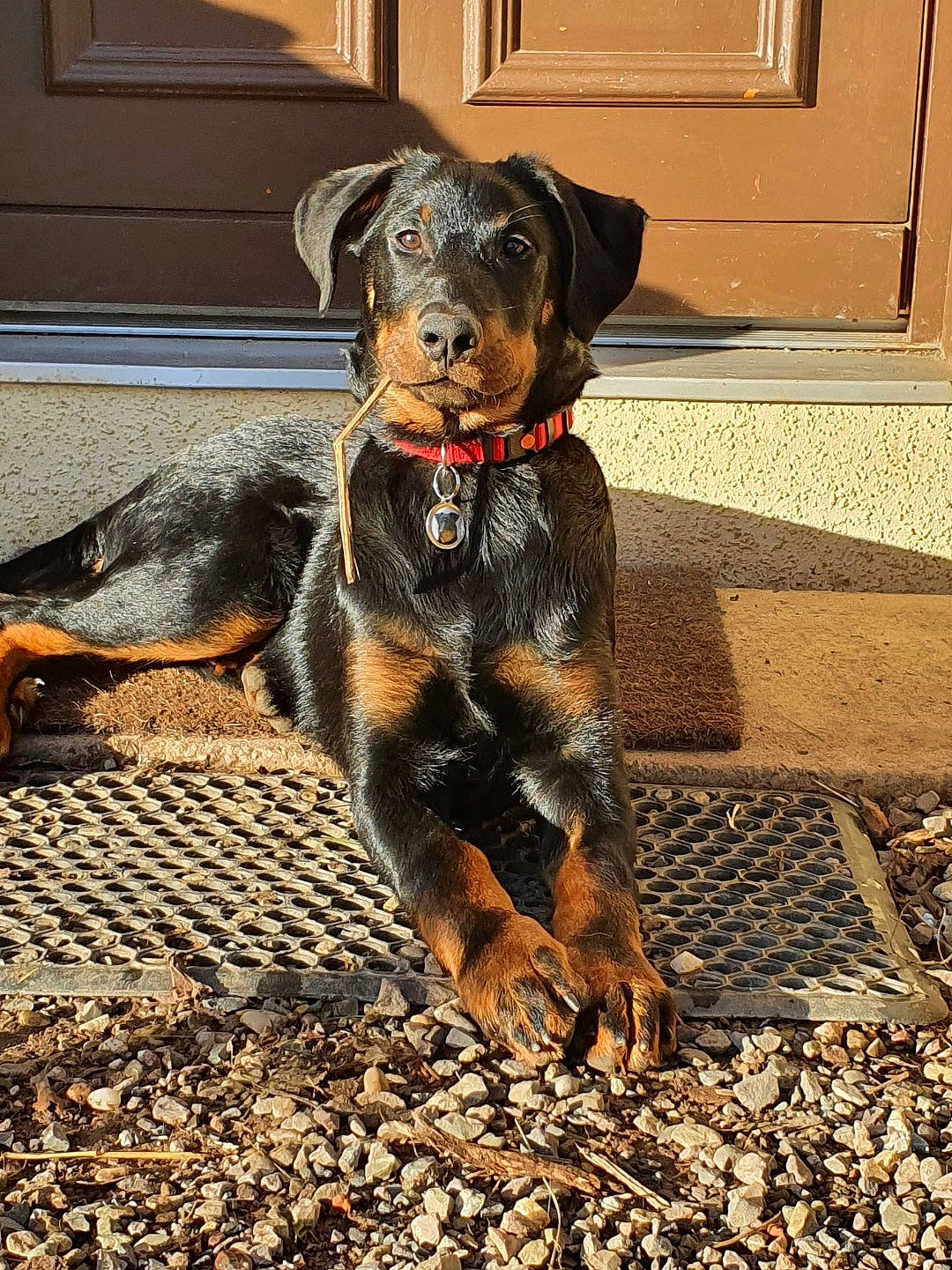 Syrah a rejoint le concours — aidez-le/la à gagner de superbes lots ! canidae, carnivore, collar, companion_dog, dog, dog_breed, dog_collar, door, fawn, fur, guard_dog, hunting_dog, liver, paw, pet_supply, sporting_group, terrestrial_animal, working_animal, working_dog