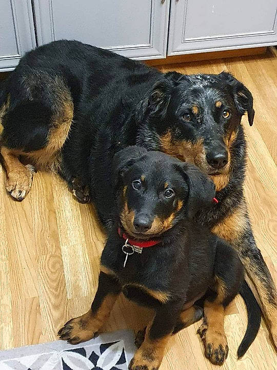 Syrah a rejoint le concours — aidez-le/la à gagner de superbes lots ! austrian_black_and_tan_hound, canidae, carnivore, collar, companion_dog, composite_material, dog, dog_breed, guard_dog, hunting_dog, liver, pet_supply, sharing, snout, sporting_group, terrestrial_animal, working_animal, working_dog