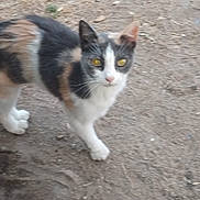 Luigi a rejoint le concours — aidez-le/la à gagner de superbes lots ! cat, calico, animal, outdoor, dirt, ground, pet, feline, whiskers, ears, yellow_eyes, walking, looking, nature, small_animal, four_legs, fur, tail, domestic_animal, cute