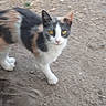 cat, calico, animal, outdoor, dirt, ground, pet, feline, whiskers, ears, yellow_eyes, walking, looking, nature, small_animal, four_legs, fur, tail, domestic_animal, cute