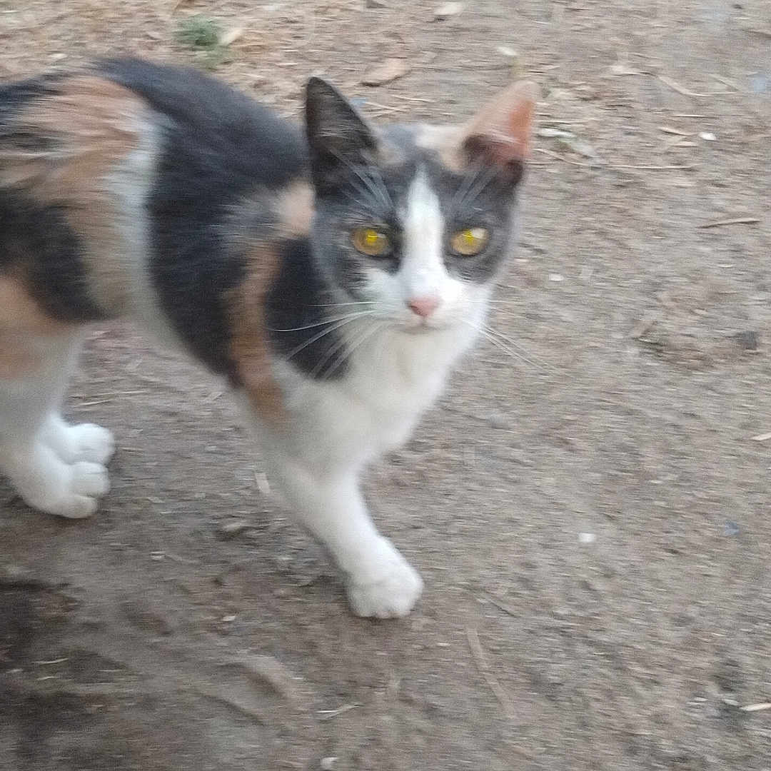 Luigi a rejoint le concours — aidez-le/la à gagner de superbes lots ! cat, calico, animal, outdoor, dirt, ground, pet, feline, whiskers, ears, yellow_eyes, walking, looking, nature, small_animal, four_legs, fur, tail, domestic_animal, cute