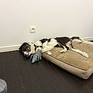 Archi participe au concours pour gagner de l'argent avec cette photo : dog, sleeping, dog_bed, plush_toy, elephant_toy, wooden_floor, white_wall, water_bottle, black_and_white, pet, indoor, resting, fur, canine, collar, floor, toy, household, relaxation, quiet