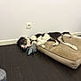 dog, sleeping, dog_bed, plush_toy, elephant_toy, wooden_floor, white_wall, water_bottle, black_and_white, pet, indoor, resting, fur, canine, collar, floor, toy, household, relaxation, quiet