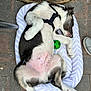 dog, sleeping, pet_bed, black_and_white, puppy, harness, toy, green_ball, outdoor, brick_pavement, wood, relaxed, cute, paw, fur, animal, resting, pet, napping, cozy