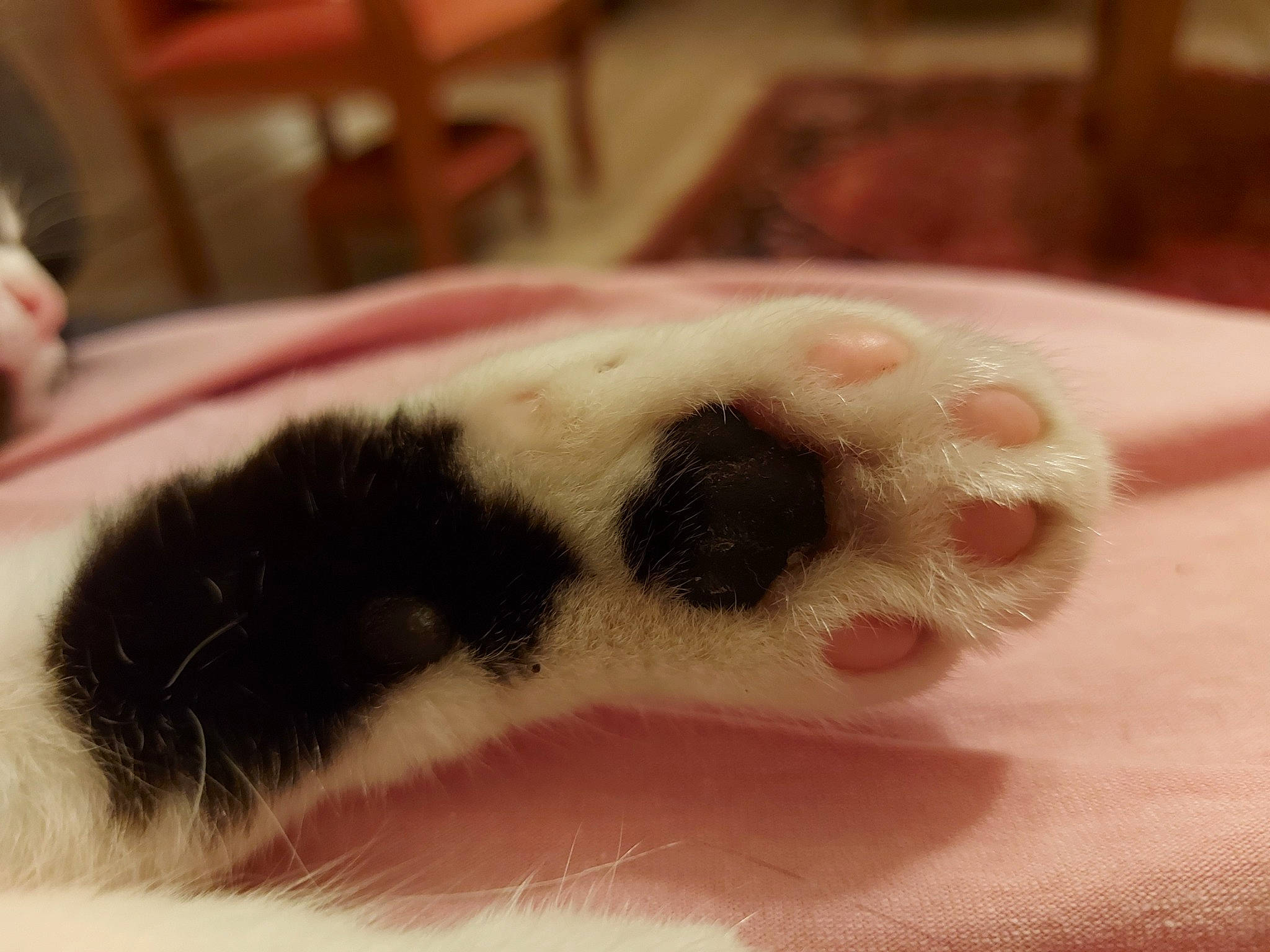 Chachou a rejoint le concours — aidez-le/la à gagner de superbes lots ! banana, canidae, claw, companion_dog, cosmetics, dog_breed, eyelash, fawn, felidae, foot, fur, human_leg, jaw, nail, paw, small_to_medium_sized_cats, snout, tail, toy, whiskers