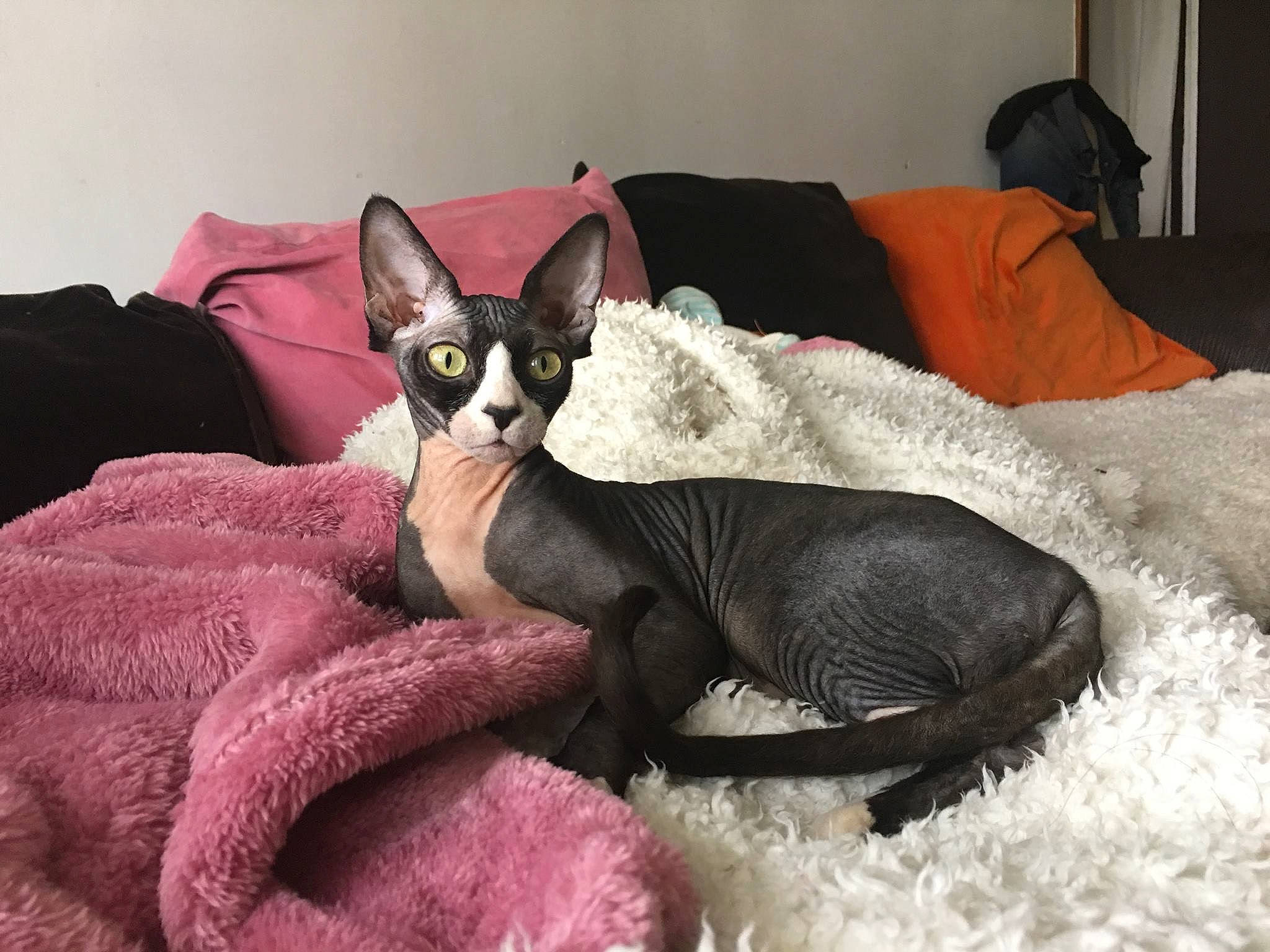 Lollipop participe au concours pour gagner de l'argent avec cette photo : carnivore, cat, cornish_rex, devon_rex, donskoy, felidae, kitten, mammal, peterbald, rex_cat, small_to_medium_sized_cats, sphynx, ukrainian_levkoy, vertebrate, whiskers
