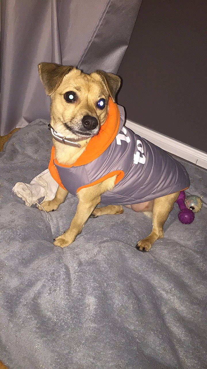 Kenya participe au concours pour gagner de l'argent avec cette photo : canidae, carlin_pinscher, carnivore, companion_dog, dog, dog_breed, dog_clothes, dog_supply, fawn, mammal, pug, snout, sporting_group, toy_dog