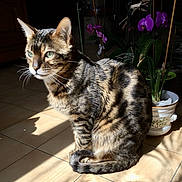 Happy participe au concours pour gagner de l'argent avec cette photo : animal, cat, domestic_cat, floor, fur, green_eyes, indoor, natural_light, orchid, pet, plant, potted_plant, purple_flower, serene, shadow, sitting, sunlight, tabby_cat, tile, whiskers