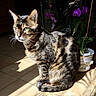 animal, cat, domestic_cat, floor, fur, green_eyes, indoor, natural_light, orchid, pet, plant, potted_plant, purple_flower, serene, shadow, sitting, sunlight, tabby_cat, tile, whiskers