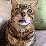Happy a rejoint le concours — aidez-le/la à gagner de superbes lots ! animal_face, cat, close_up, couch, curious, domestic_animal, ears, feline, fur, green_eyes, indoor, mouth, nose, pet, pillow, relaxed, soft_surface, tabby, tongue_out, whiskers