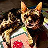 animal, cat, cherry_print, closeup, colorful, ears, eyes, feline, floor, indoor, mat, pet, portrait, relaxing, shadow, striped, sunlight, tabby, tile, whiskers