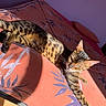 Happy a rejoint le concours — aidez-le/la à gagner de superbes lots ! animal, bed, cat, comfort, cozy, ears, feline, fur, green_eyes, indoor, orange, pattern, pillow, relaxed, resting, shadow, spotted, striped, sunlight, whiskers