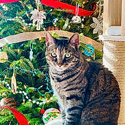 Mango is registered to the contest to win money with this photo: cat, cat_perch, christmas_tree, cozy, cute, decoration, feline, festive, green_eyes, holiday, holiday_decorations, indoor, ornaments, pet, pine_tree, red_ribbon, striped_fur, tabby_cat, twinkling_lights, whiskers
