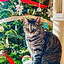 cat, cat_perch, christmas_tree, cozy, cute, decoration, feline, festive, green_eyes, holiday, holiday_decorations, indoor, ornaments, pet, pine_tree, red_ribbon, striped_fur, tabby_cat, twinkling_lights, whiskers