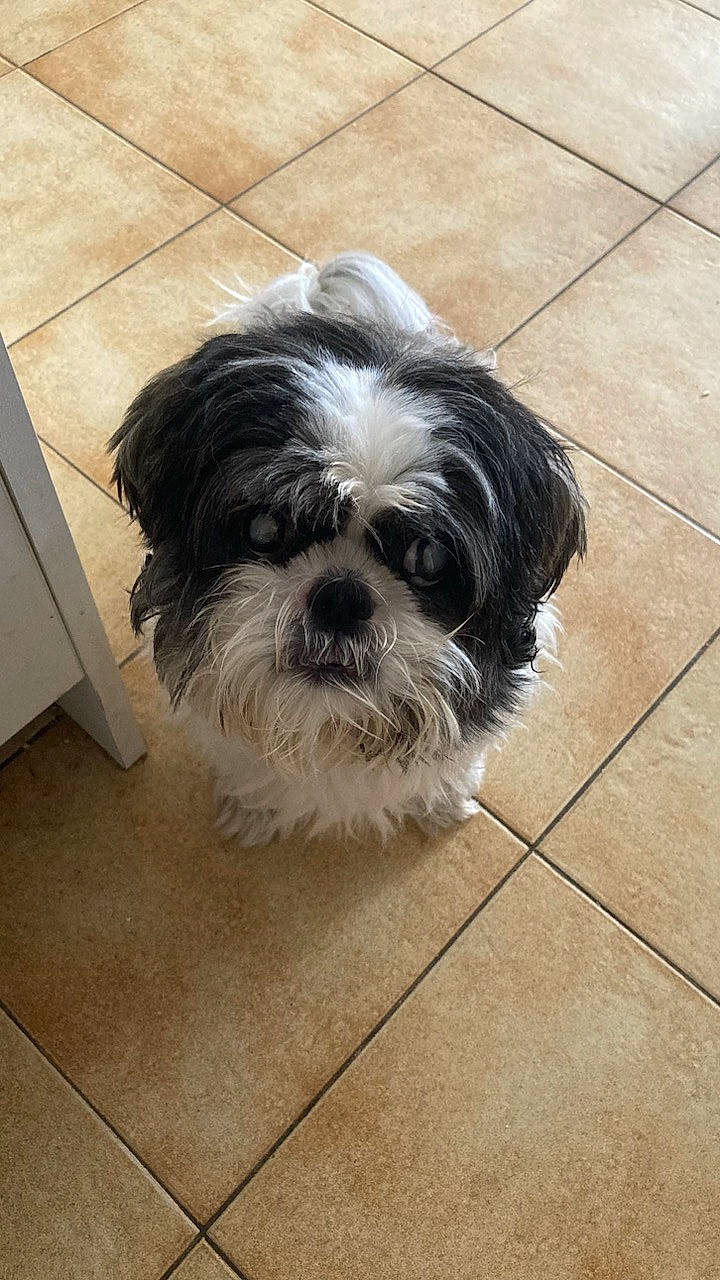 Jade a rejoint le concours — aidez-le/la à gagner de superbes lots ! carnivore, companion_dog, dog, dog_breed, dog_supply, flooring, fur, grey, liver, maltepoo, shih_poo, shih_tzu, small_terrier, snout, sporting_group, terrestrial_animal, terrier, tile_flooring, toy_dog, working_animal
