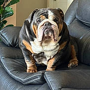 Miloh joined the competition — help win amazing prizes! animal, black_couch, brown_white_black, bulldog, closeup, couch, cute, dog, furniture, home, indoor, leather, living_room, looking_at_camera, pet, plant, portrait, seated, string_lights, wrinkles