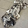 Milo is registered to the contest to win money with this photo: dog, black, white, curly_fur, collar, tile_floor, pet, laying_down, relaxed, fur, animal, domestic_animal, mammal, indoor, resting, cute, companion, four_legs, snout, ears