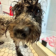 Milo is registered to the contest to win money with this photo: dog, wet, curly_fur, close_up, bathroom, hexagonal_tiles, shower, bath_products, floor, nose, eye, pet, canine, curious, indoor, tile_floor, paw, fur, home, wet_dog