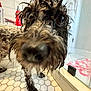 dog, wet, curly_fur, close_up, bathroom, hexagonal_tiles, shower, bath_products, floor, nose, eye, pet, canine, curious, indoor, tile_floor, paw, fur, home, wet_dog