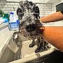 Milo is registered to the contest to win money with this photo: dog, bath, soap, sink, kitchen, wet, pet, animal, cleaning, person, arm, tile_wall, countertop, household, indoors, close_up, water, fur, expression, care
