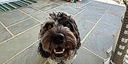 Milo is registered to the contest to win money with this photo: dog, pet, curly_fur, smiling, outdoor, patio, tiles, plants, wooden_cabinet, chair, sunlight, happy, animal, looking_up, collar, fence, garden, daylight, nose, ears