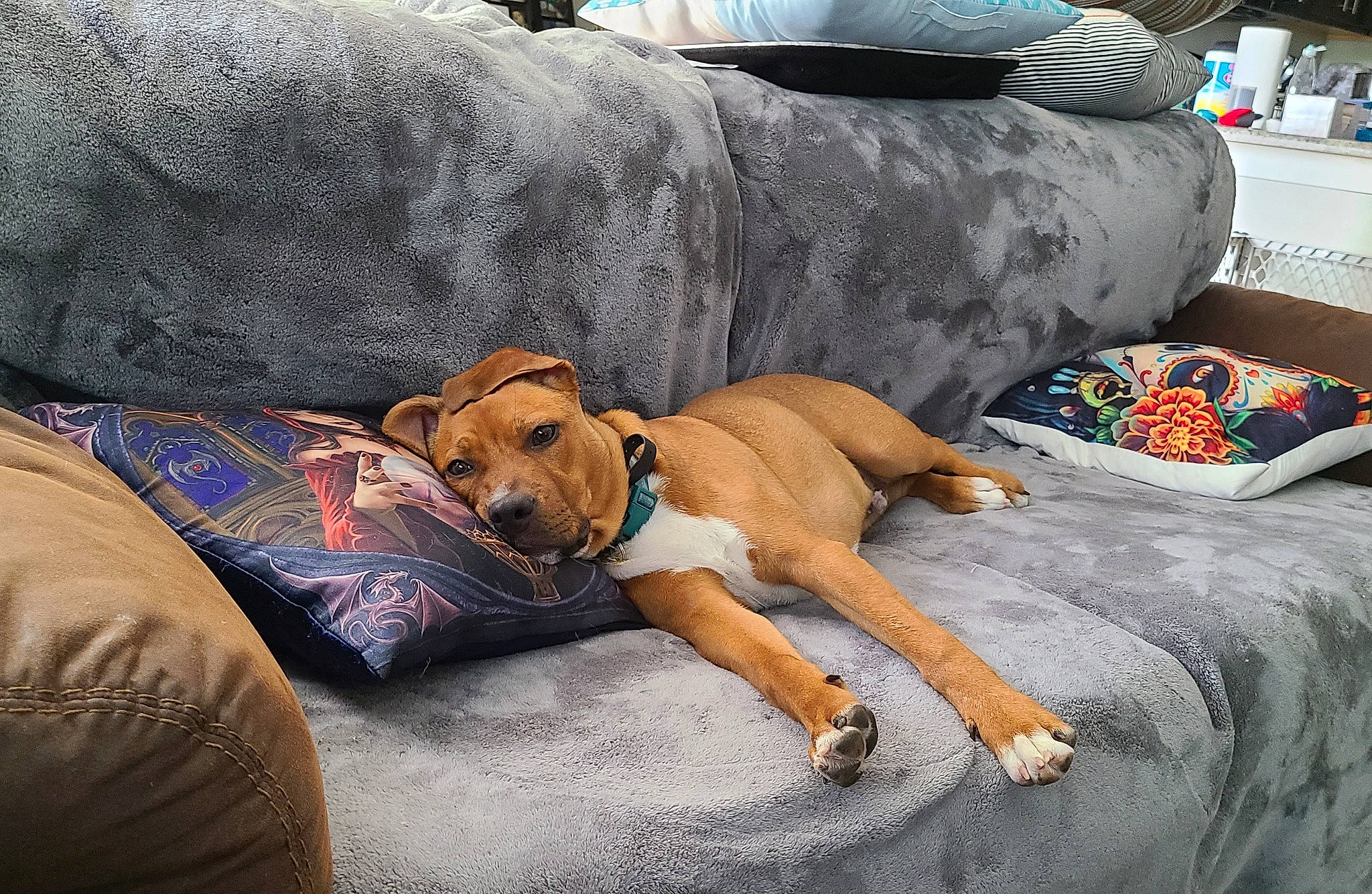 Seti joined the competition — help win amazing prizes! bedding, blanket, canidae, carnivore, comfort, companion_dog, couch, dog, dog_breed, dog_supply, fawn, guard_dog, hardwood, linens, nap, non_sporting_group, pet_supply, sporting_group, working_animal