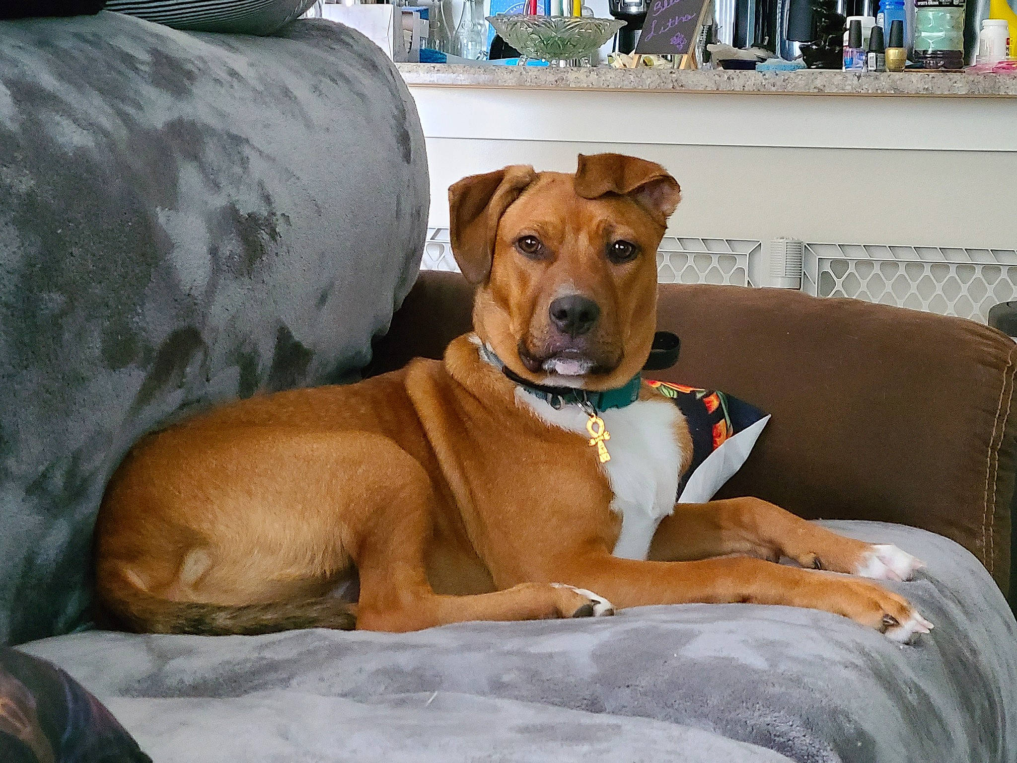 Seti is registered to the contest to win money with this photo: canidae, carnivore, collar, comfort, companion_dog, couch, dog, dog_breed, dog_collar, dog_supply, fawn, hound, liver, pet_supply, puppy, snout, sporting_group, whiskers, working_animal, working_dog